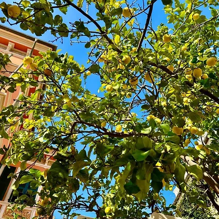 Il Giardino Degli Ulivi